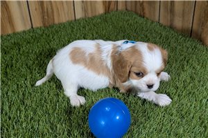 Antonio - Cavalier King Charles Spaniel for sale