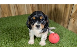 Emerson - Cavalier King Charles Spaniel for sale