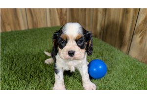 Kane - Cavalier King Charles Spaniel for sale
