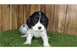 Jacklyn - puppy for sale