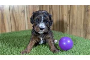 Hillary - puppy for sale