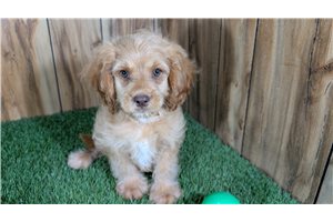 Ferguson - Cavapoo for sale