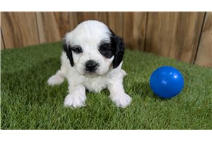 Jurassic - puppy for sale