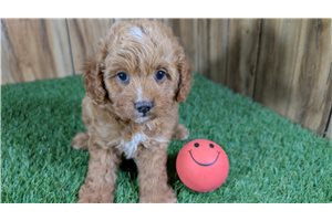 Harlow - Cavapoo for sale