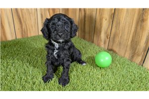 Grayson - Cavapoo for sale