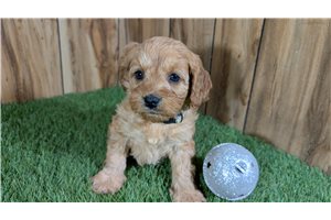 Heidi - puppy for sale
