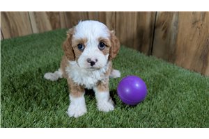 Sienne - puppy for sale