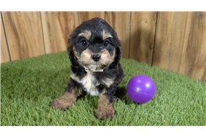 Isla - puppy for sale