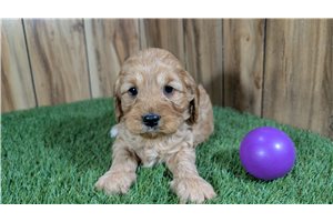 Katie - Cavapoo for sale