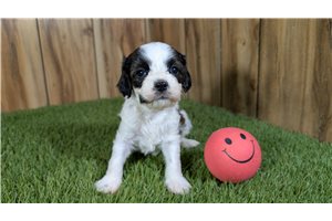 Harper - Cavapoo for sale