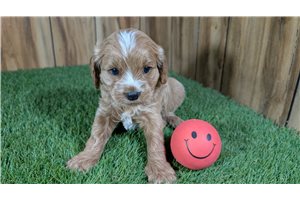 Tracy - puppy for sale