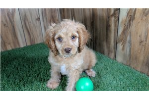 Ferguson - Cavapoo for sale
