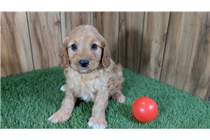 Hope - puppy for sale