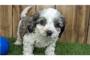 Beula - Cavapoo for sale