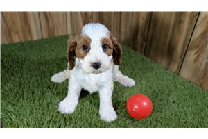 Lorraine - Cavapoo for sale