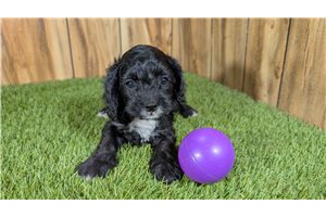 Genevieve - Cavapoo for sale
