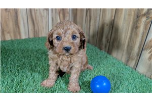 Luis - puppy for sale