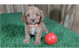 Faith - Cavapoo for sale
