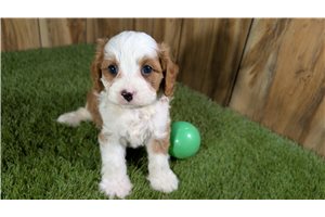 Smith - Cavapoo for sale
