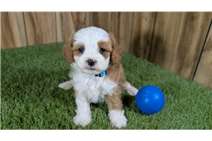 Slink - puppy for sale