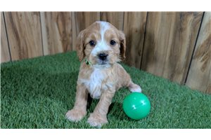 Hopper - puppy for sale