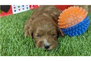 Jimmy - Cavapoo for sale