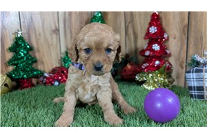 Breslin - Cavapoo for sale