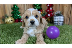 Genesis - Cavapoo for sale