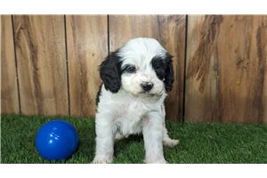Scott - puppy for sale