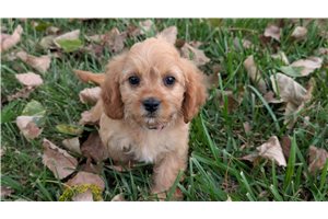 Foxy - Cavapoo for sale