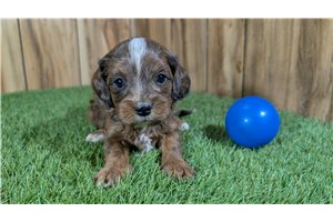 Heath - Cavapoo for sale