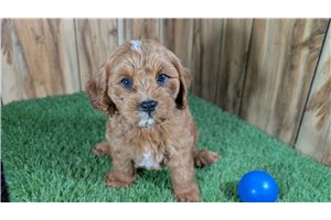 Zander - Cavapoo for sale