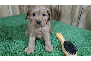 Kline - Cavapoo for sale