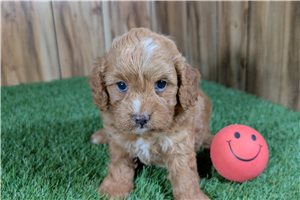 Harlow - Cavapoo for sale