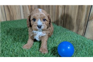 Kory - Cavapoo for sale