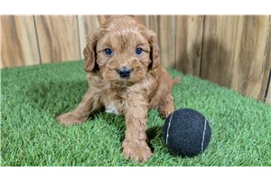 Kellen - Cavapoo for sale