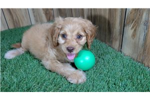Ferguson - Cavapoo for sale