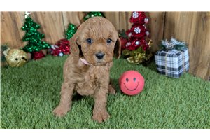Bella - Cavapoo for sale