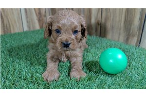 Kenny - Cavapoo for sale