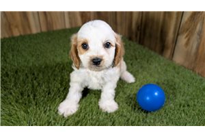 Ferdinand - Cavapoo for sale