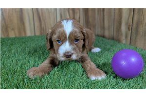 Tiffany - Cavapoo for sale