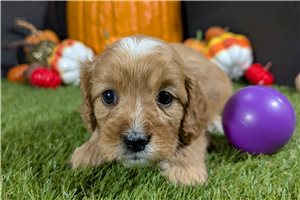 Willow - Cavapoo for sale