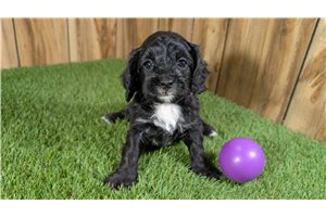 Genevieve - Cavapoo for sale