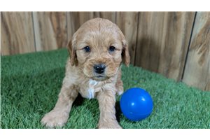 Keegan - Cavapoo for sale