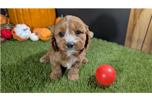 Tanya - Cavapoo for sale