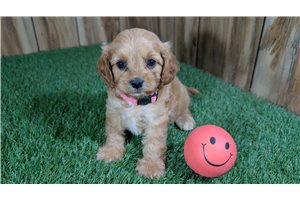 Foxy - Cavapoo for sale