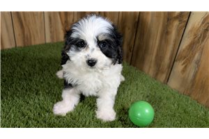 Isaiah - puppy for sale