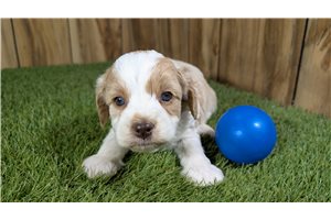 Toby - puppy for sale