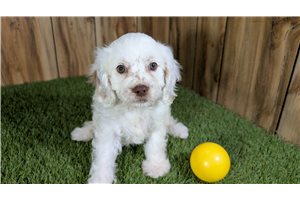 Fern - Cavapoo for sale