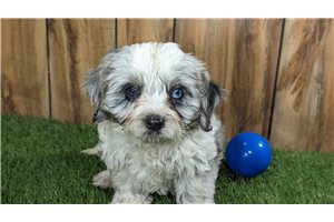 Marty - Cavapoo for sale